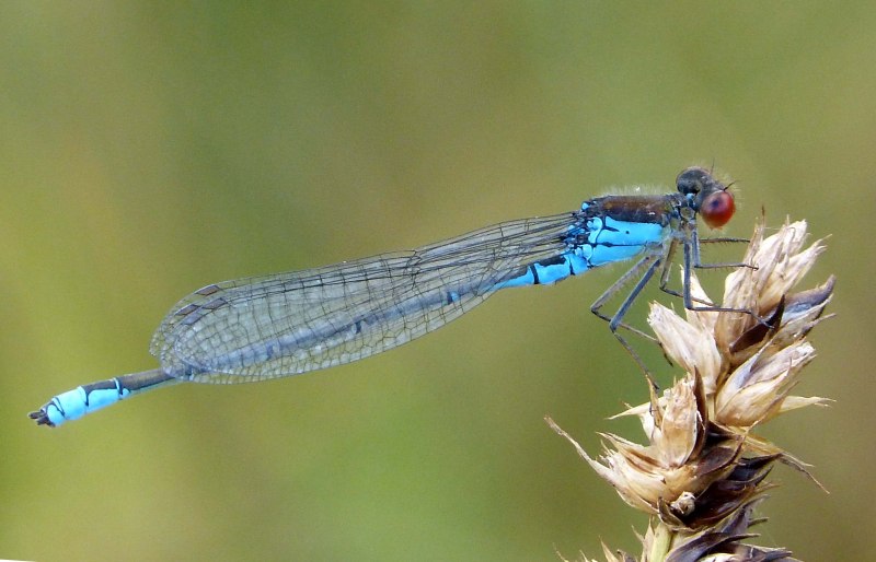 Стрекоза синяя Orthetrum coerulescens