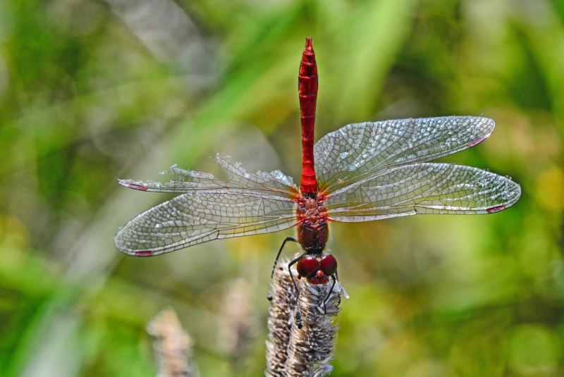Anax Imperator нимфа