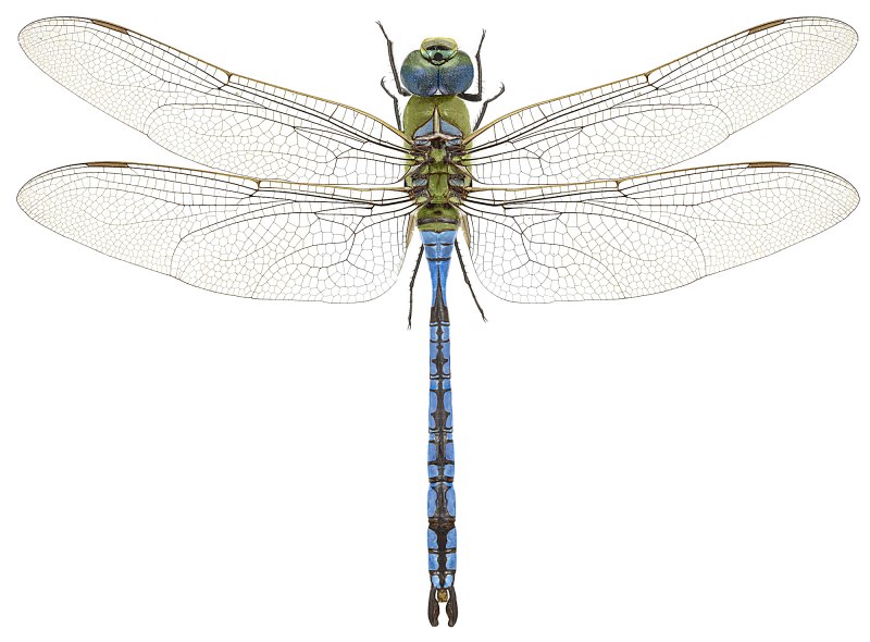 Стрекоза Дозорщик — Anax Imperator Leach