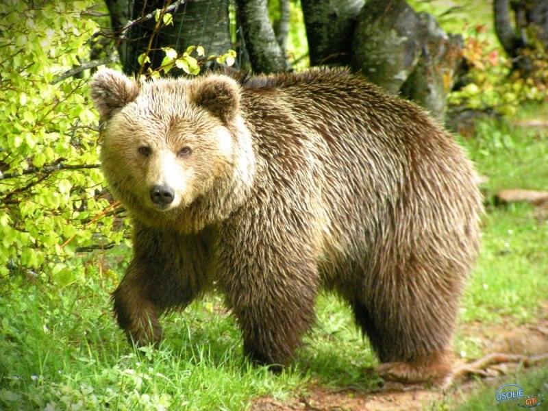 Аляскинский бурый медведь