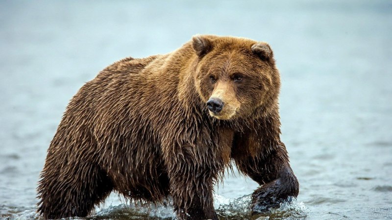 Бурый медведь дальнего Востока