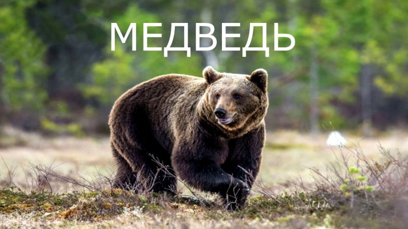 Сибирский бурый медведь