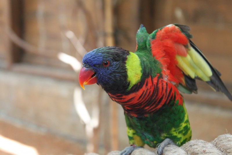 Red and Blue Macaw