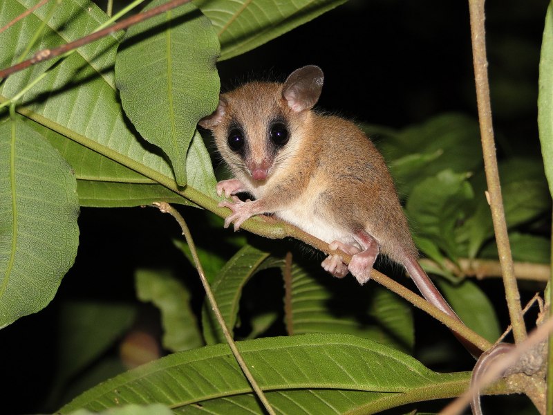Herpestes smithii