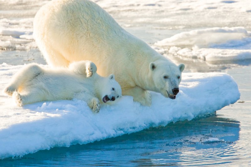 Полярный медведь National Geographic