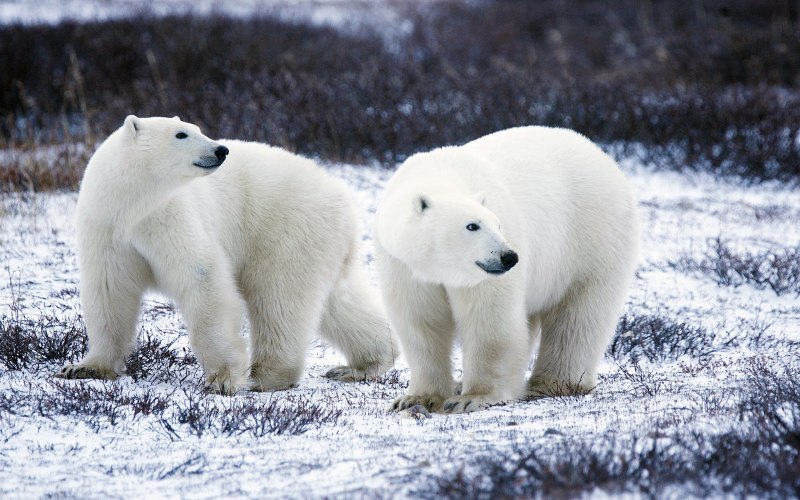 Белый медведь Ursus maritimus