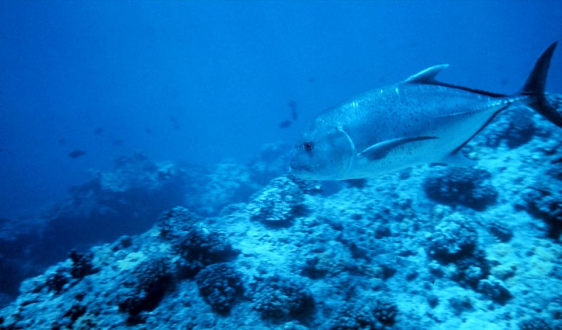 Giant Trevally рыба
