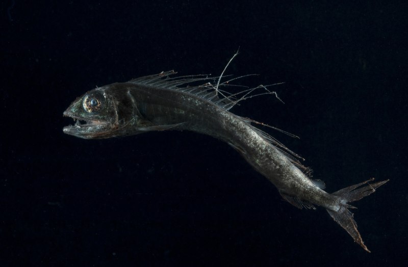 Alepisaurus brevirostris