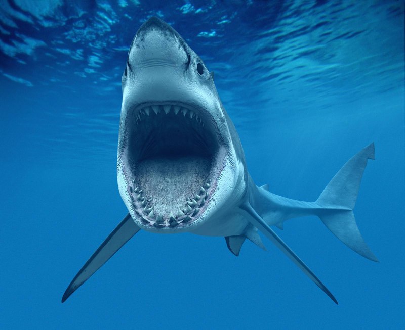 Белая акула Carcharodon carcharias
