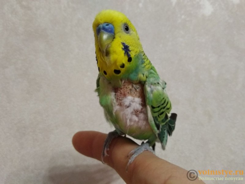 Лысый попугай жако