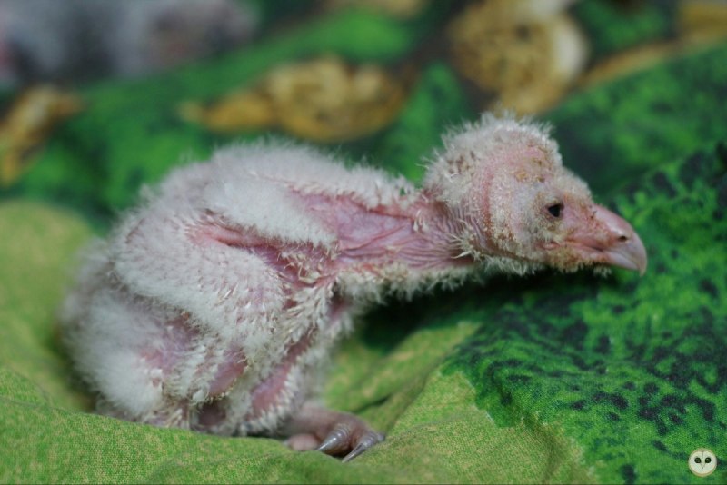 Волнистый попугай Budgie