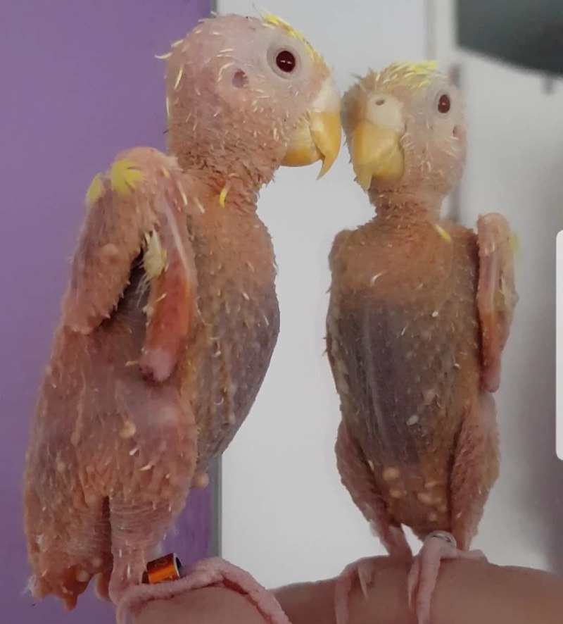 Лысый попугай корелла
