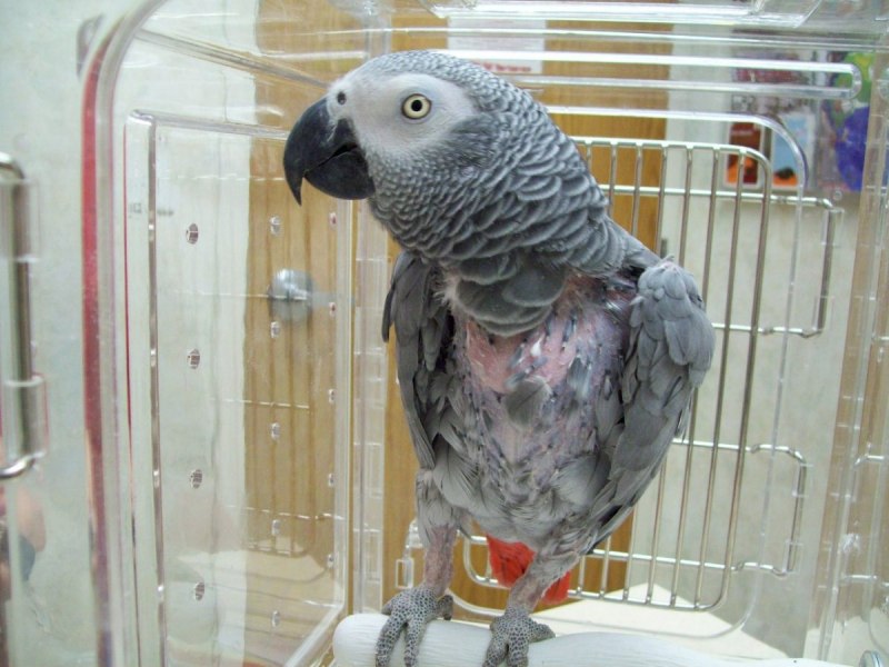 Корелла птенец