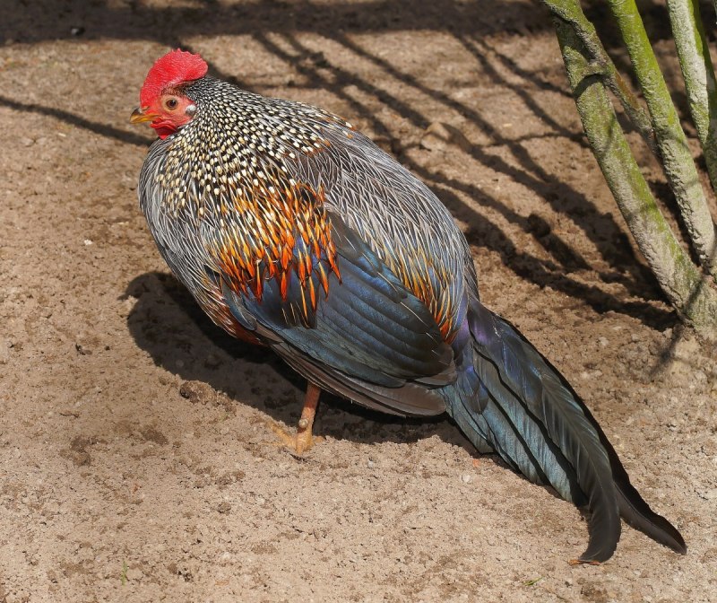 Вилохвостая лофура (Lophura erythrophthalma)