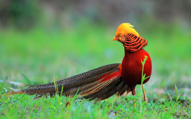 Фазановые (Phasianidae)