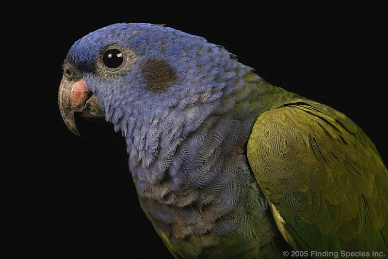 Pionus menstruus)