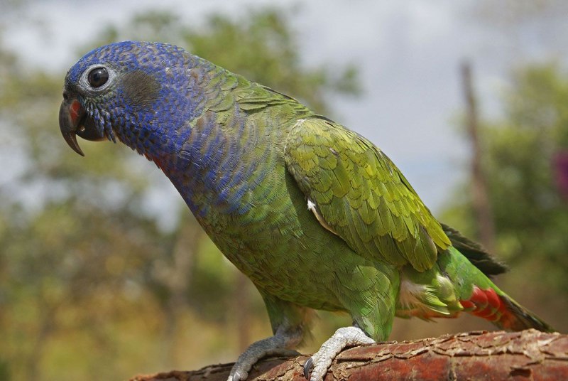 Pionus menstruus)