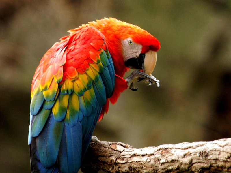 Bronze Winged Parrot