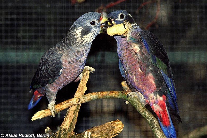 Pionus Parrot