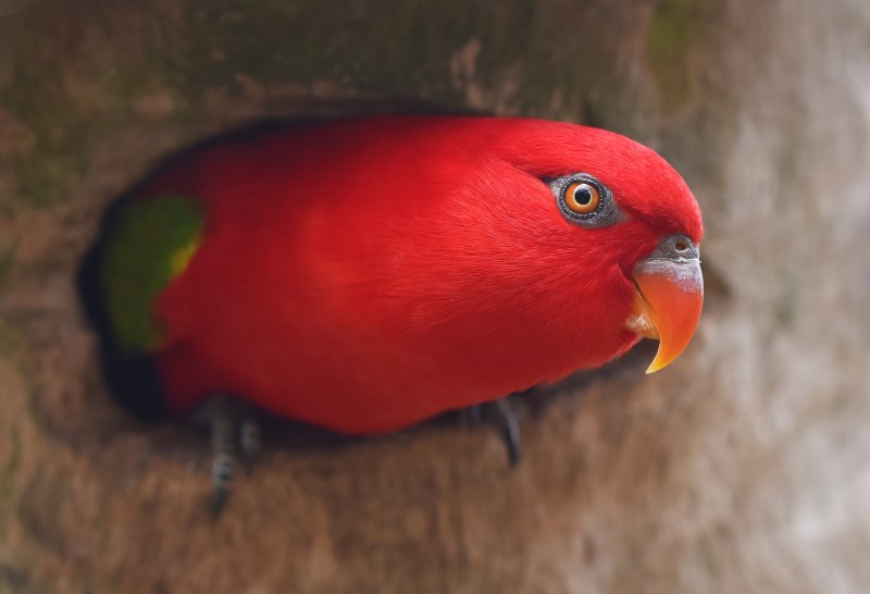 Красный попугай Lorikeet