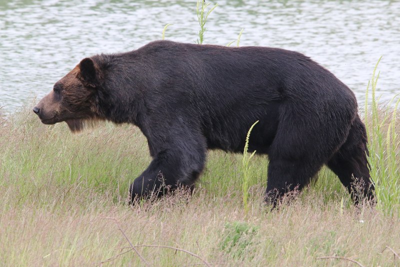Бурый медведь (Ursus arctos) Камчатка