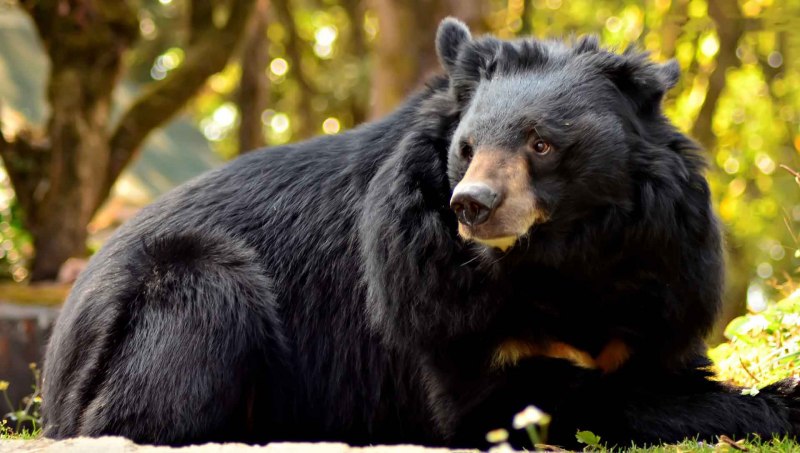 Белогрудый медведь Ursus thibetanus