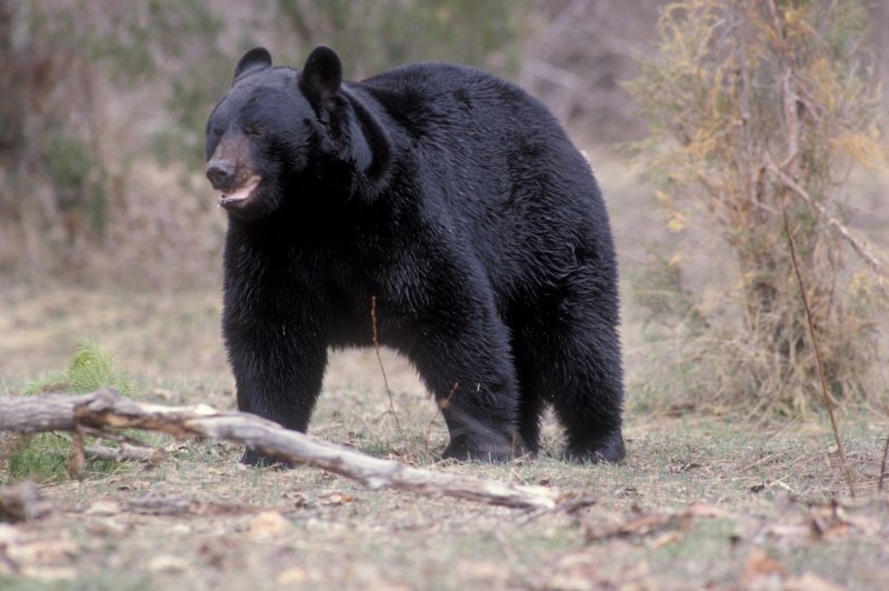 Бурый медведь (Ursus arctos)