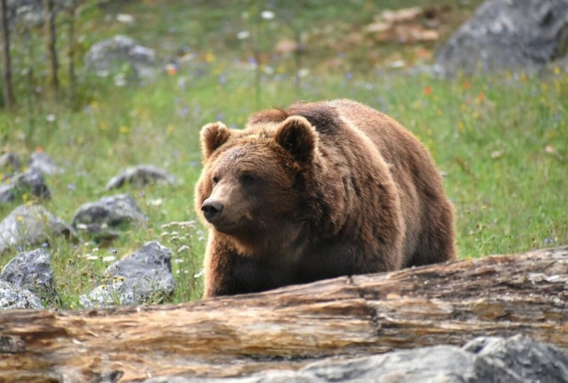 Гризли Grizzly, Гризли, медведь.