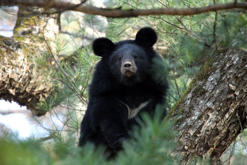 Ursus arctos lasiotus