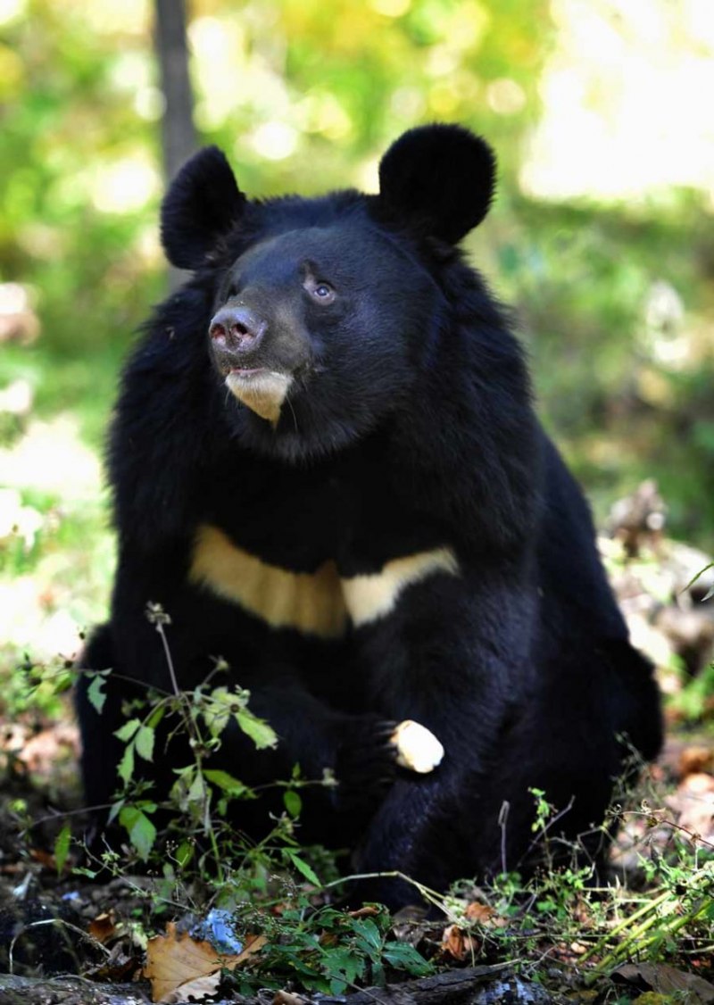 Хоккайдо Brown Bear медведь