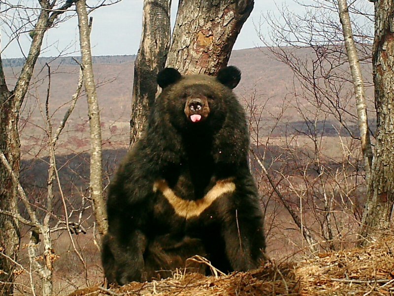 Бурый медведь в тайге
