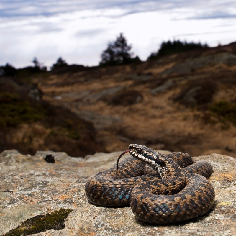 Гадюка Вагнера Vipera wagneri