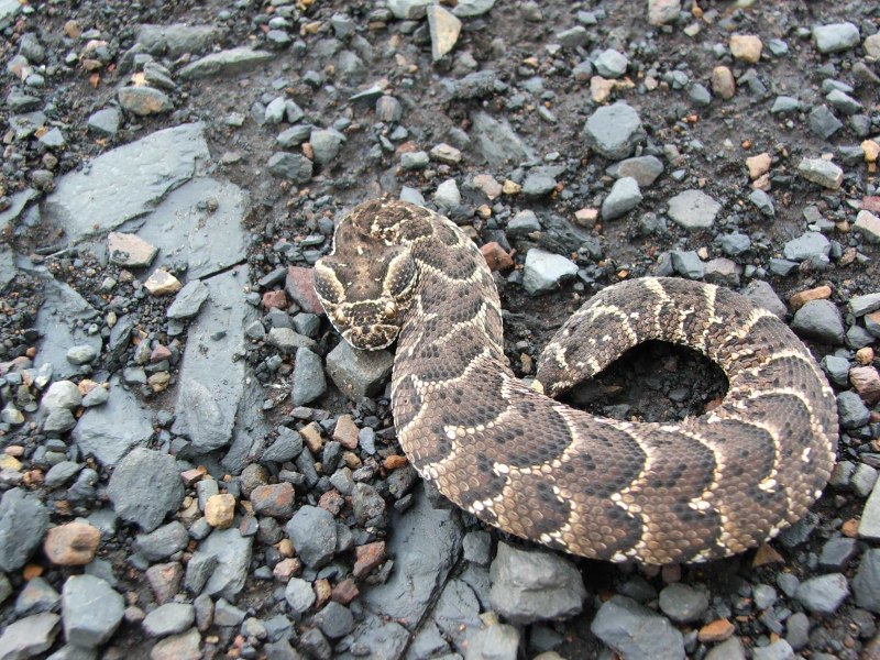 Vipera Aspis atra