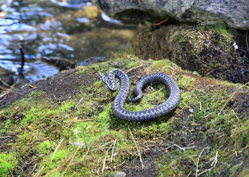 Обыкновенная гадюка (Vipera berus)