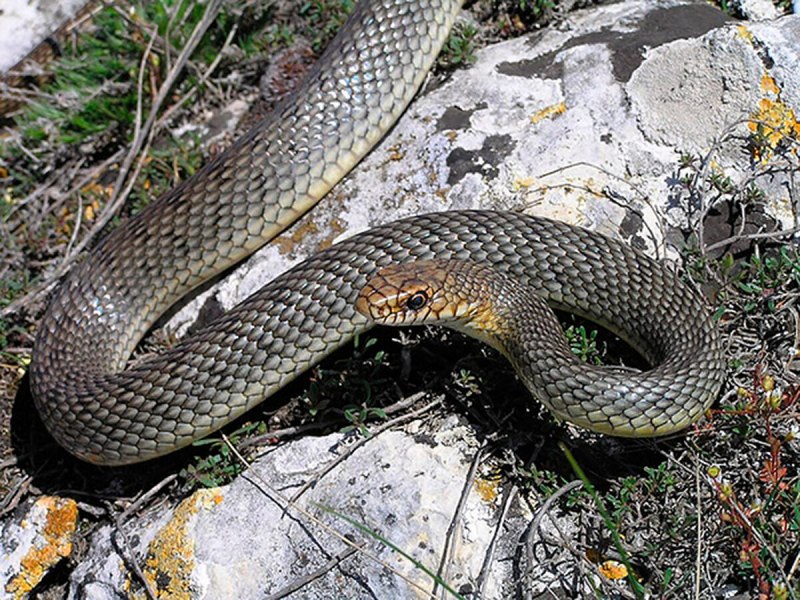 Гадюка армянская (Vipera xanthina)