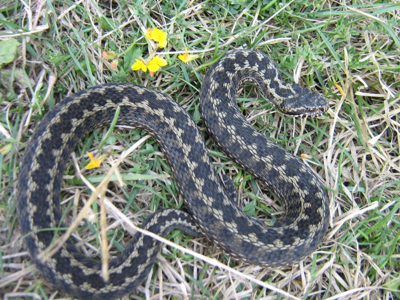 Гадюка Лотиева (Vipera lotievi)