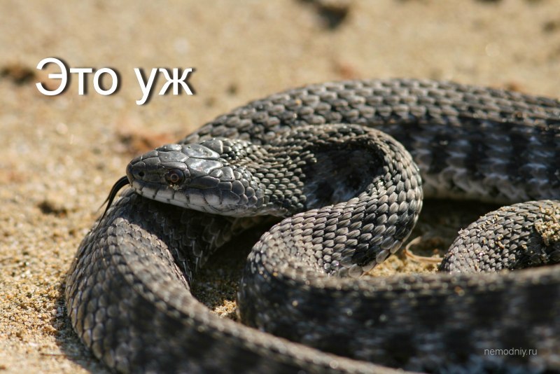 Анатолийская гадюка