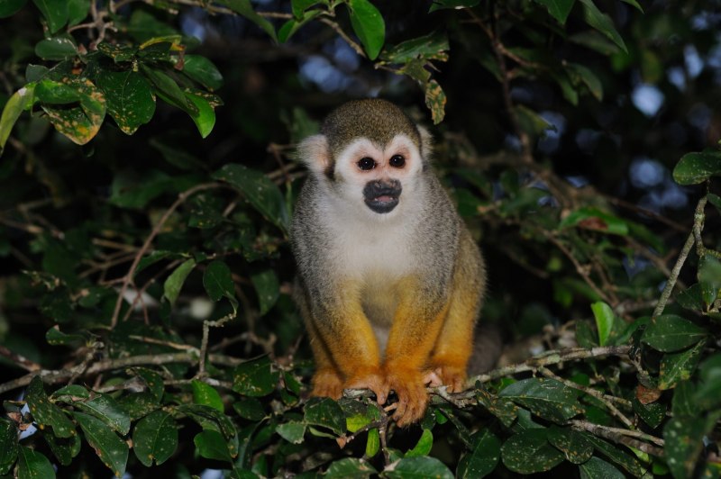 Saimiri sciureus