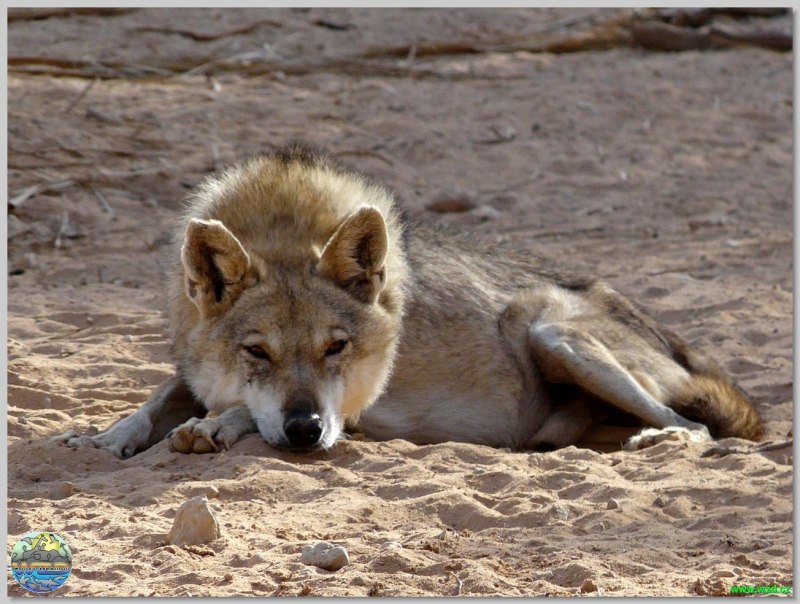 Canis Lupus pallipes