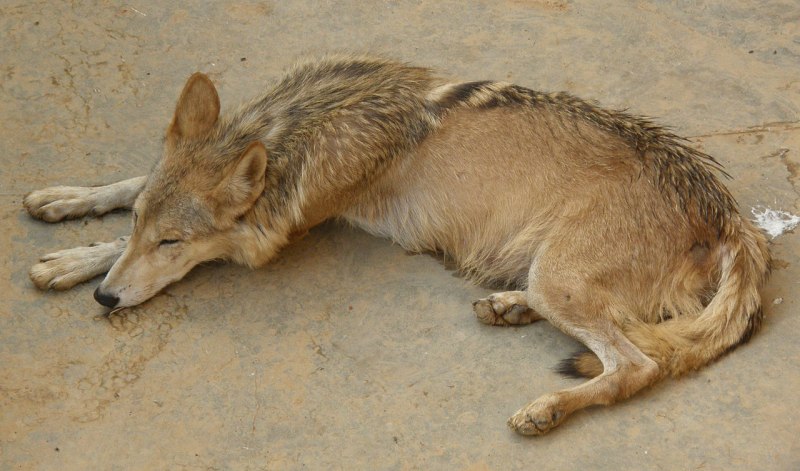 Canis Lupus crassodon