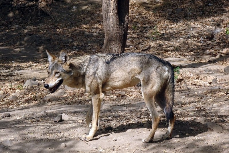 Canis Lupus pallipes