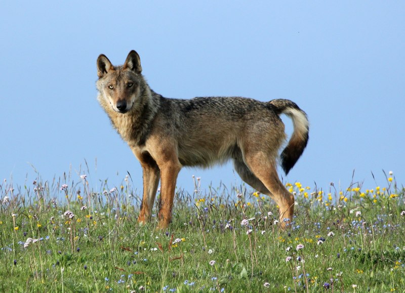 Canis Lupus Campestris
