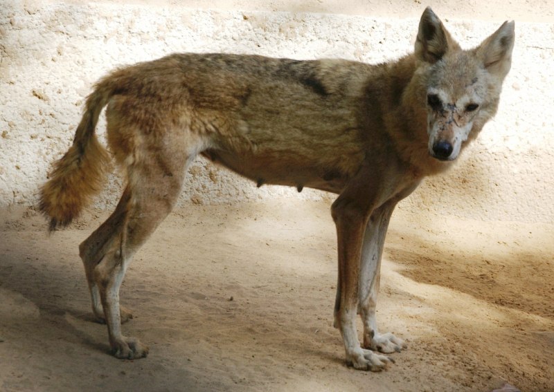 Аравийский волк canis Lupus arabs