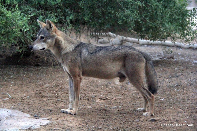 Волк canis Lupus