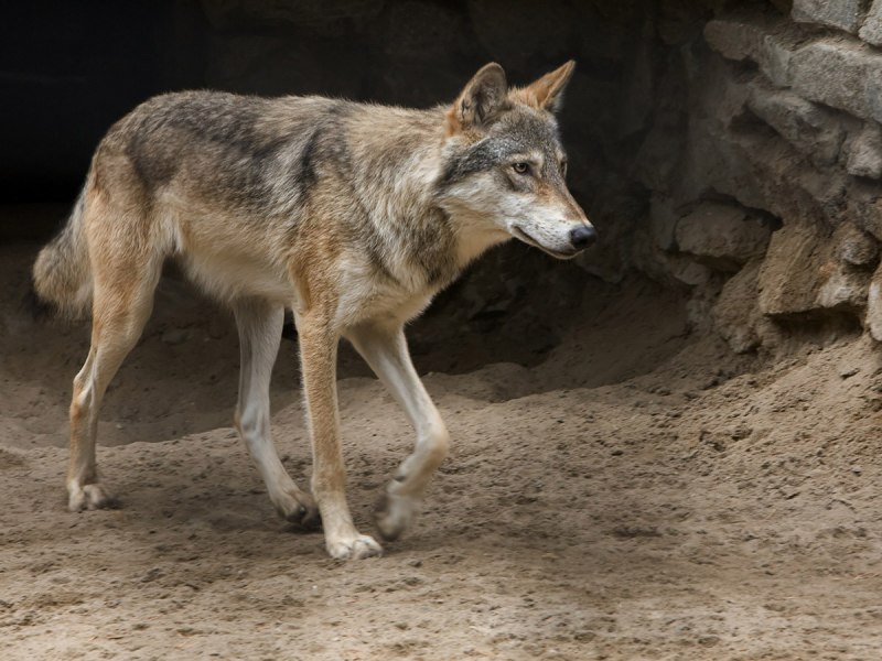 Canis Lupus pallipes