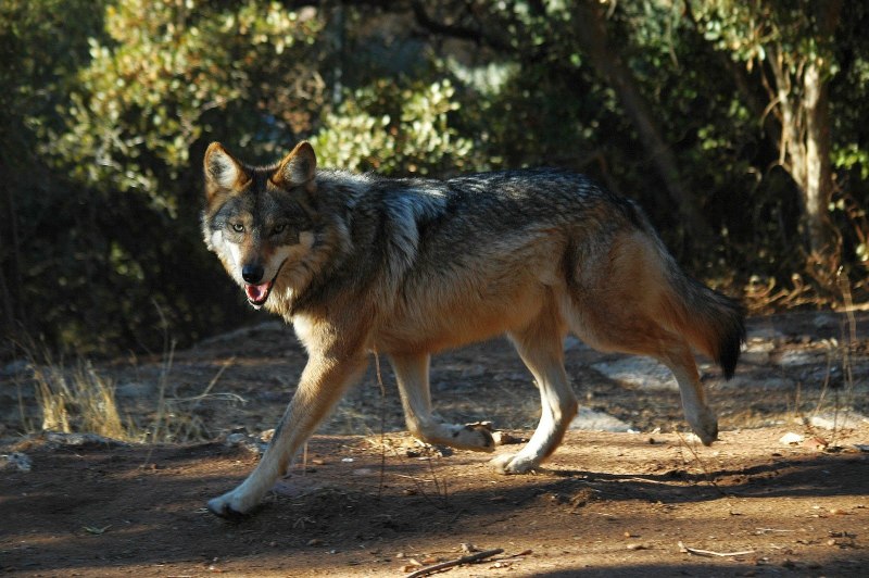 Canis Lupus Campestris