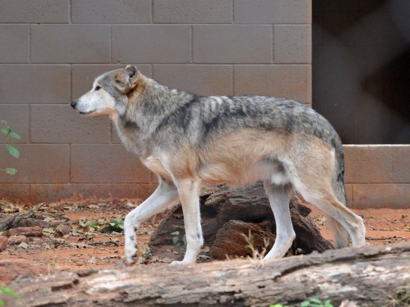 Мексиканский волк canis Lupus baileyi