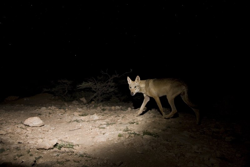 Тундровый волк canis Lupus Albus