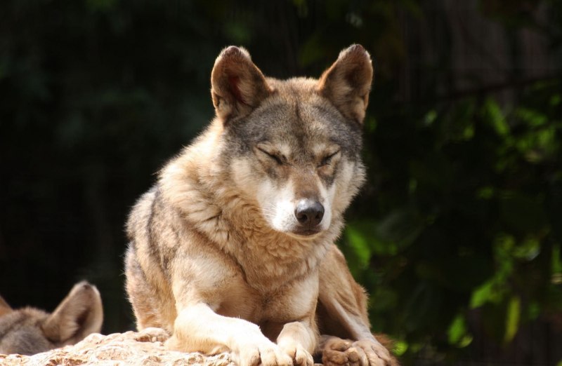 Canis Dirus