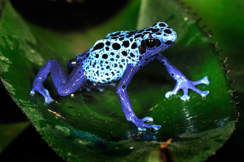 Лягушка Nasikabatrachus sahyadrensis